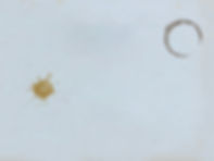 The Newton Agency Branding On Subscritption.JPG