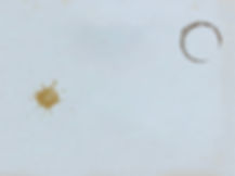 The Newton Agency Branding On Subscritption.JPG