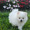 Miniatura: Spitz Alemão Lulu da Pomerânia Macho 