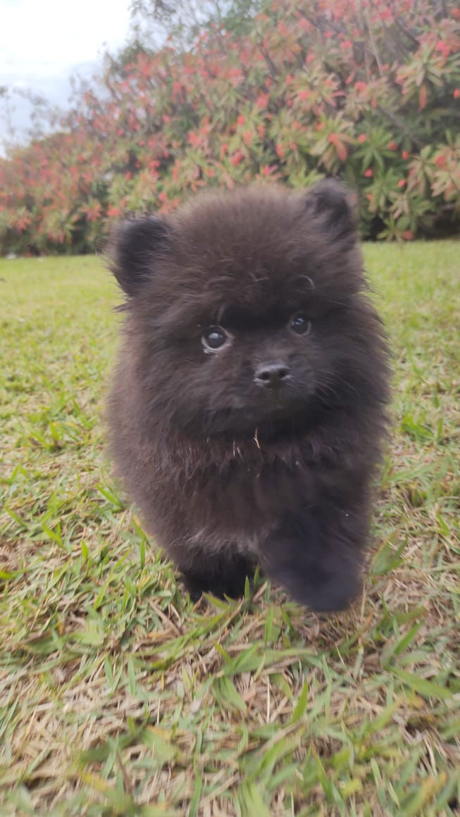 Spitz Alemão Preto