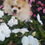 Miniatura: Filhote de Lulu da Pomerânia Anão