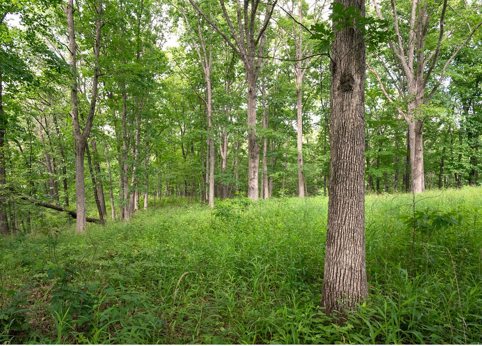 openoakwoodland.jpg