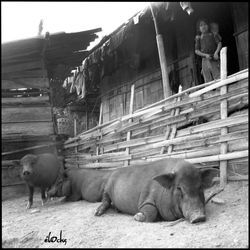 Luang namtha tribu hmong