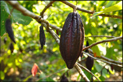Cacao