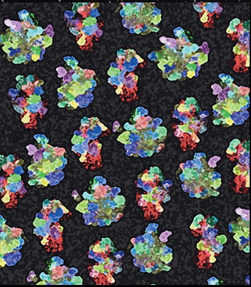 Ribosomes_color.jpg