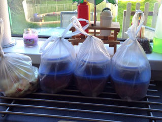 Off to their Forever Homes!