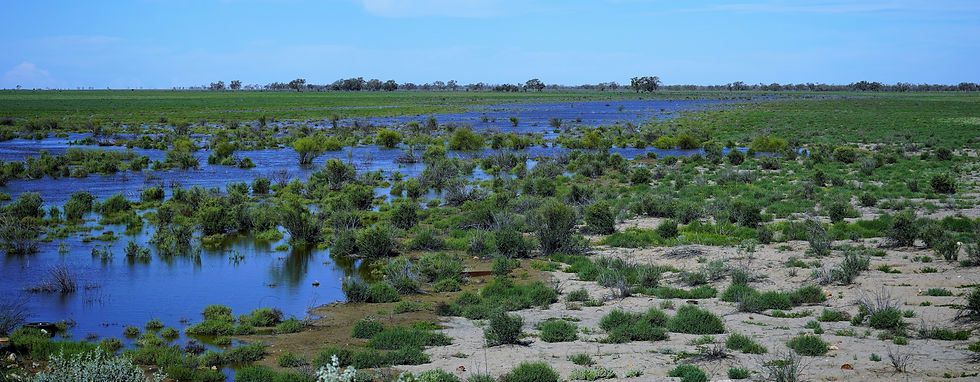 Darling River wetland - preserving for the future_edited.jpg