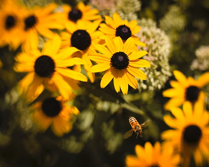 black eyed susan 2 .jpg