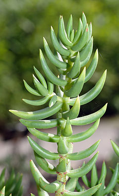 Crassula Tetragona