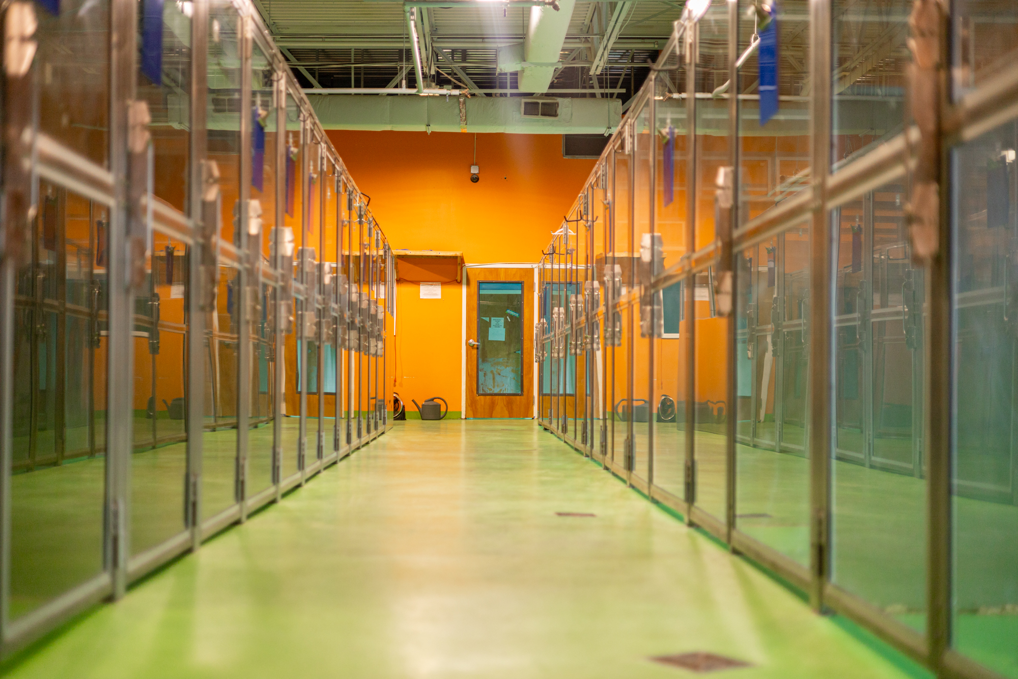 Veterinary