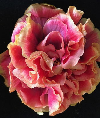 22-15_Queenʻs_Jubilee.jpg