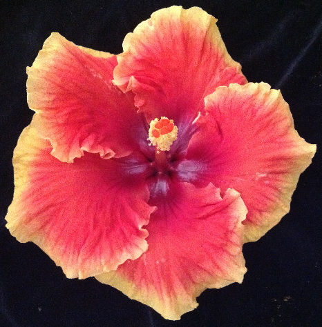 PUA AHI