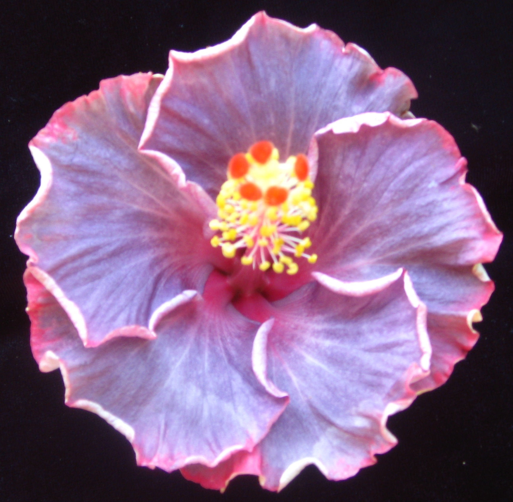 c104-03 JOE FRIEDMAN