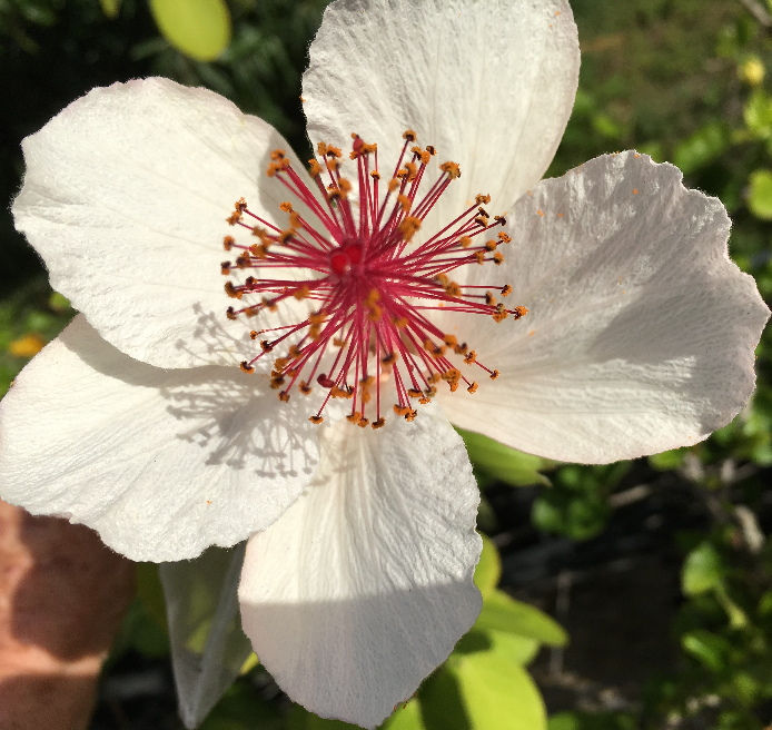 Koki'o ke'oke'o H. waimeae