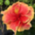 Guava Sherbet 3-16
