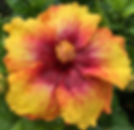 Chelseaʻs Beauty 24-16
