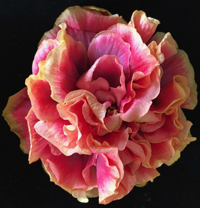 22-15 Queenʻs Jubilee