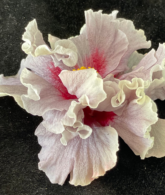 7+ Hibiscus Valentines Day Cindys Heart