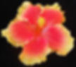 Lion Dance 51-03