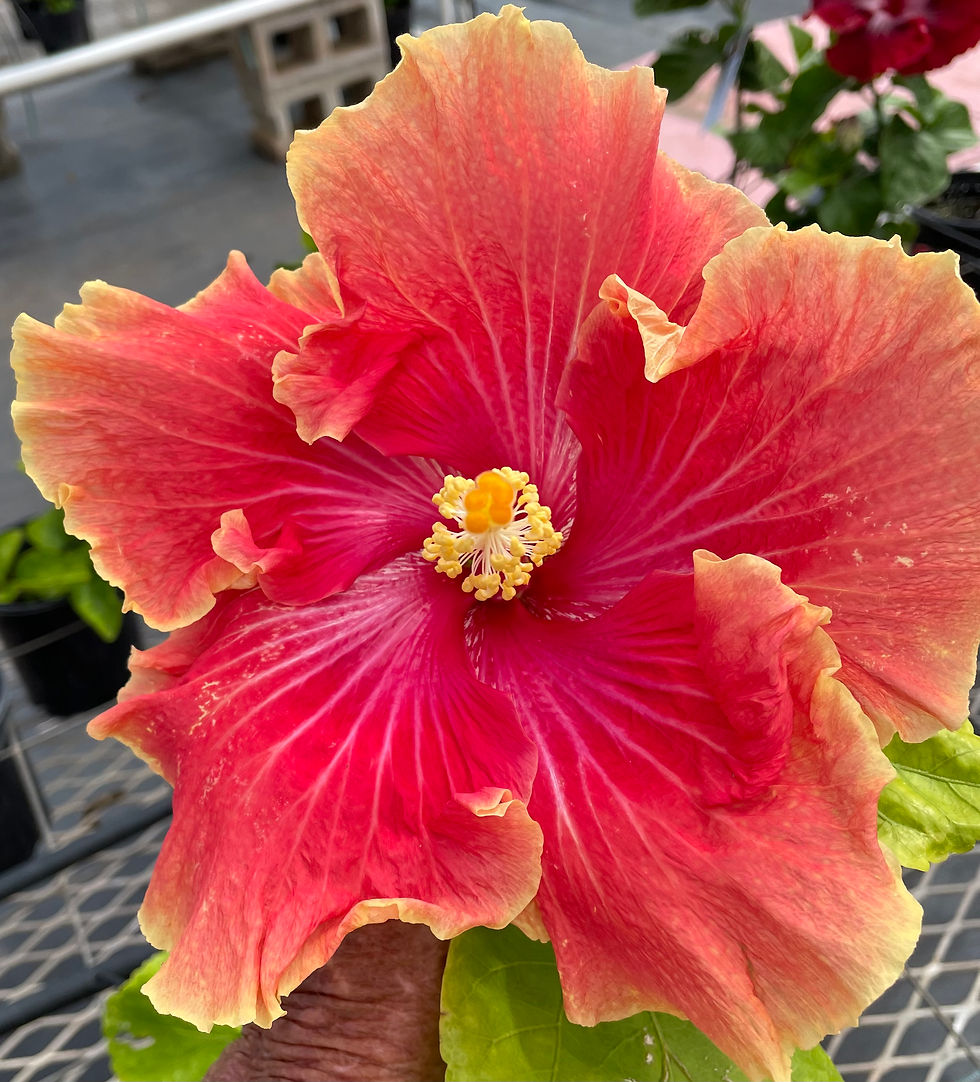 Kaleiʻs Valentine 25-19 