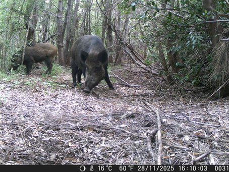 Who shares the forest at night? Camera traps, wild boar, and the art of coexistence in Araucanía