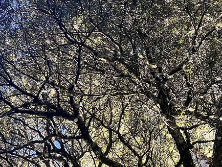 The Llancalil Forest — how is it now, and what needs to be done?