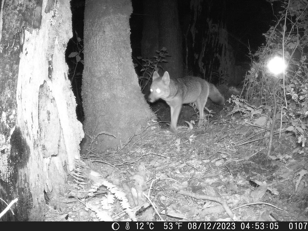 El turno de la noche: cómo los carnívoros nativos negocian el tiempo en un paisaje transformado