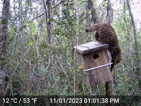Carnivore Ecology and Human-Wildlife Conflict studies