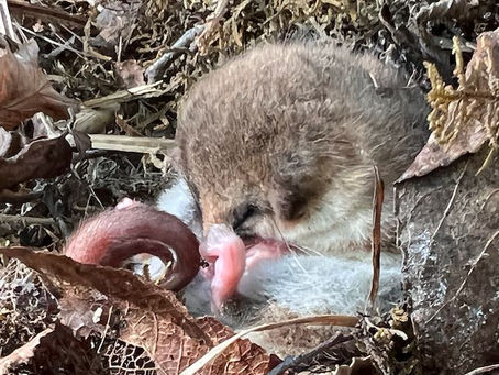 The Marsupial and the Rat: A Delicate Coexistence in the Andean Forest