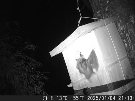 Small Mammals, Rodents, and Bats in Andean Temperate Forests
