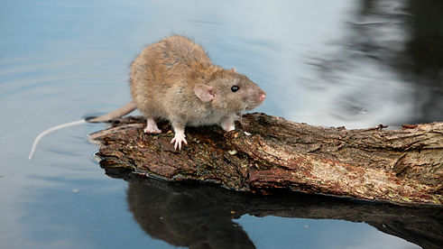 rattus-norvegicus-mikelane45.jpg