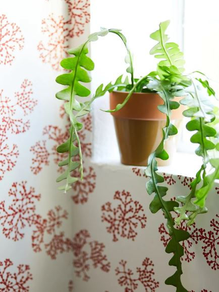 SABINE | GERANIUM