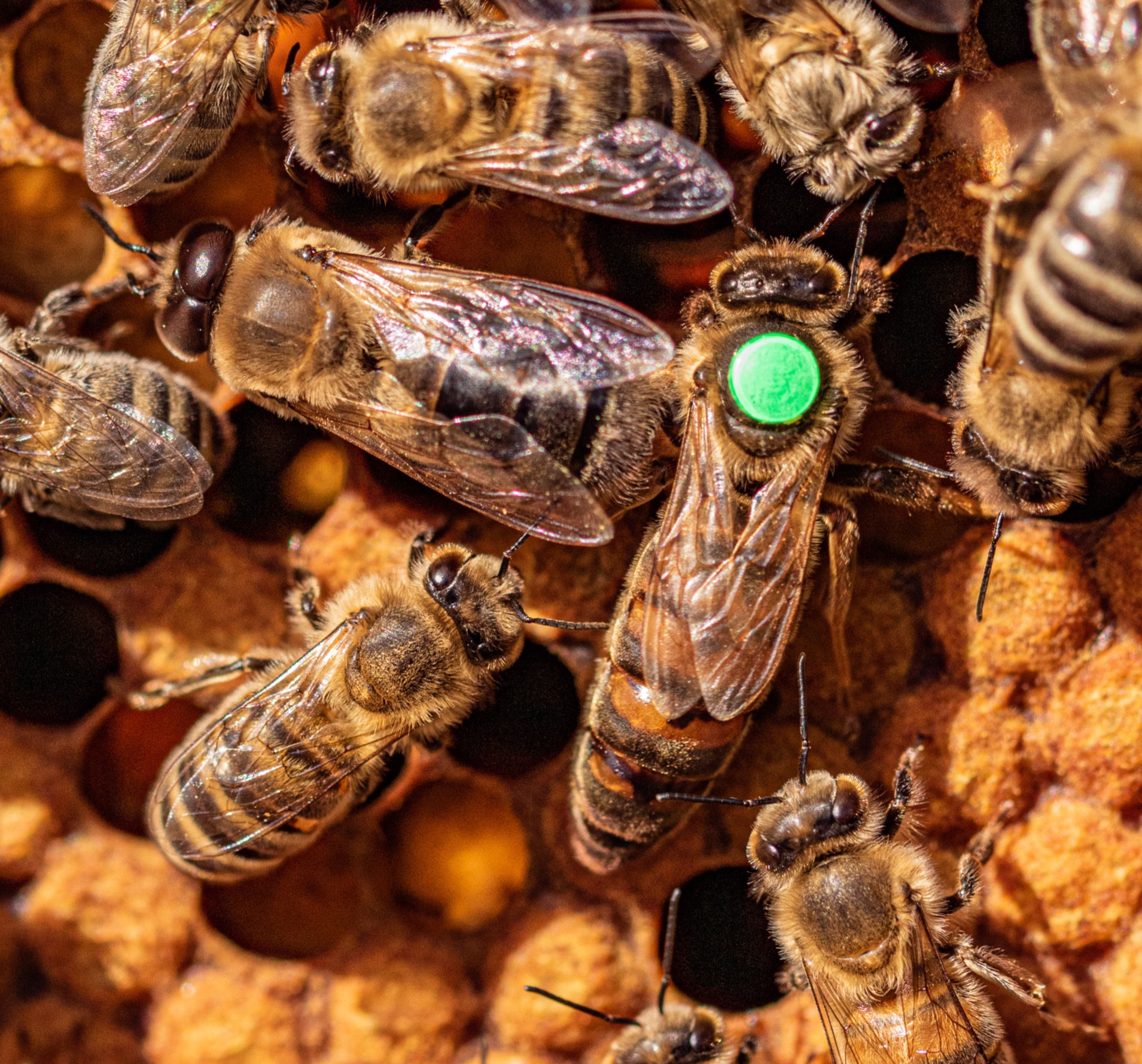 Wir gegen Bienensterben - Königin + Drohn