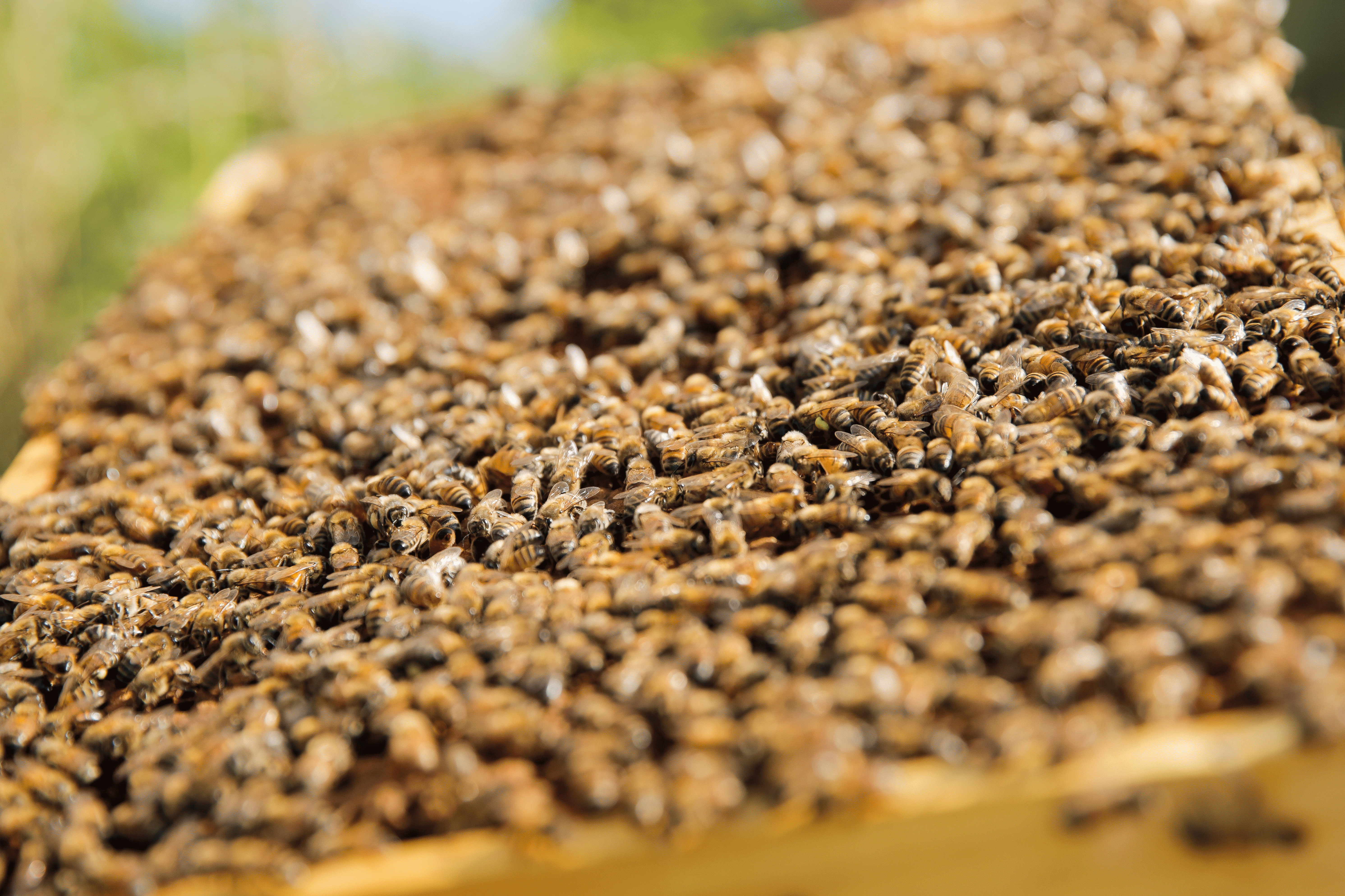 Bienenvermietung