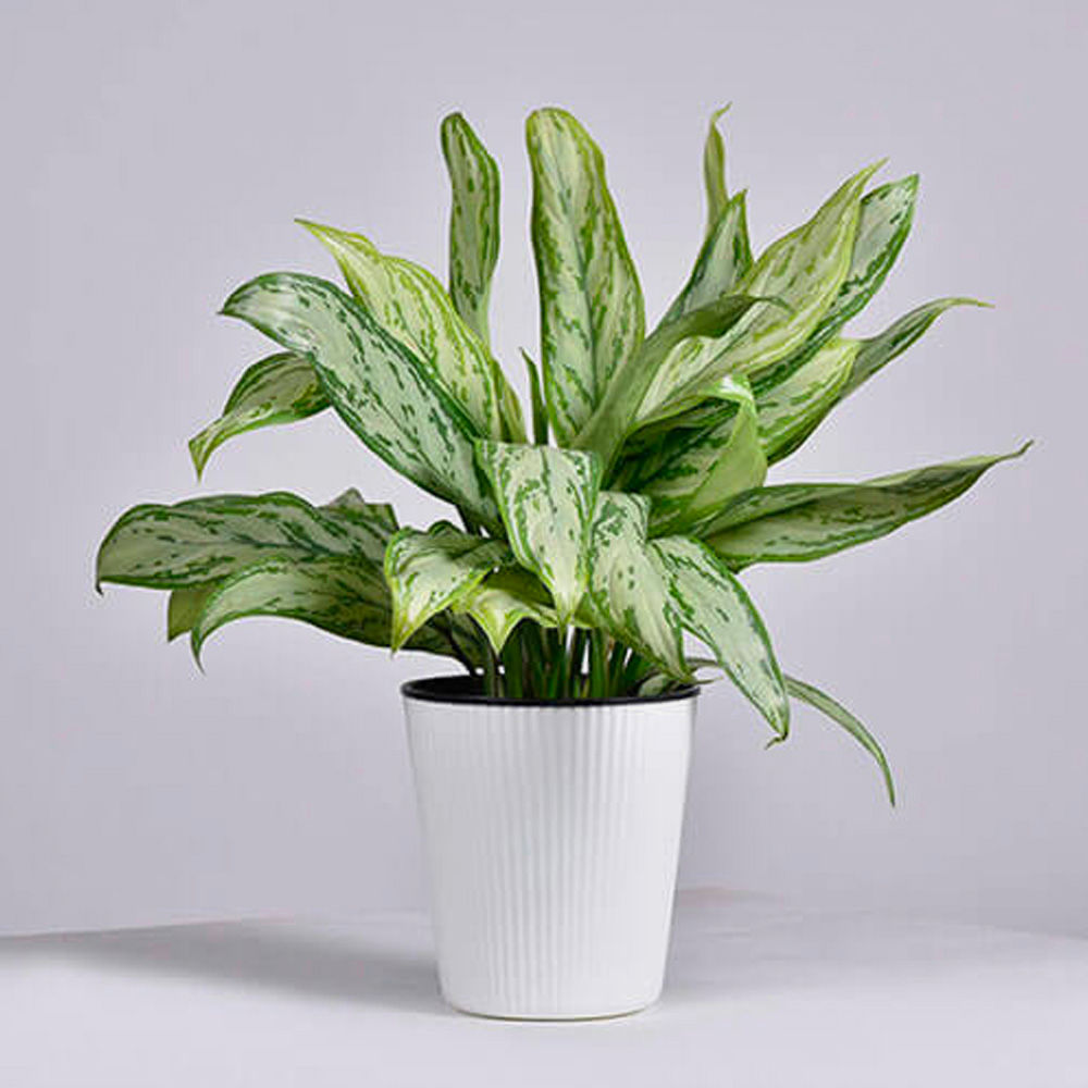 Indoor & Outdoor Plants 04