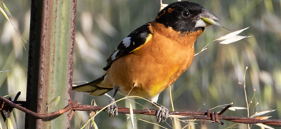Black-headed Grosbeak