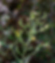 Wild Lettuce Lactuca virosa