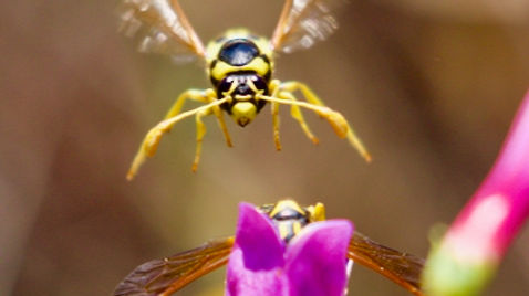 Pollen Wasp