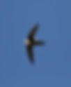 White-throated Swift