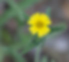 Grassy Tarweed, Slender Madia Madia gracilis