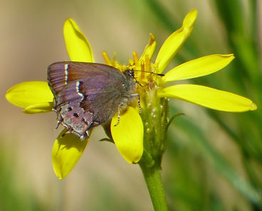 Muir's Hairstreak