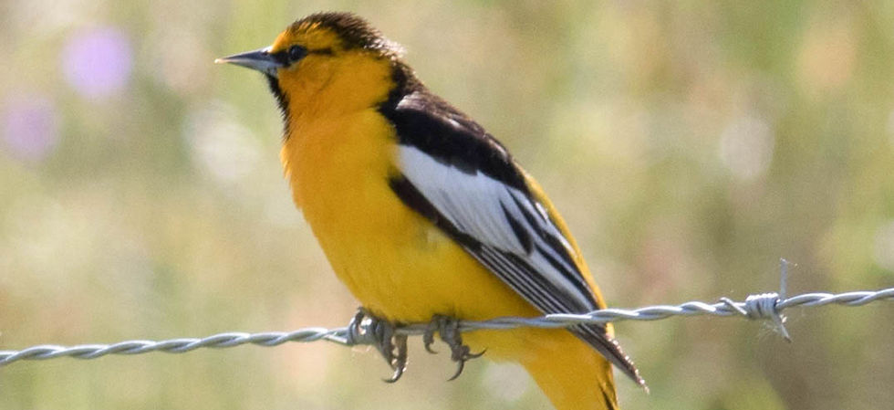 Bullok's Oriole