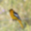 Bullok's Oriole