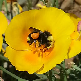 Yellow-faced Bumble Bee