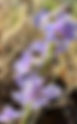 Pale-flowered Western Larkspur, Foothill larkspur, Pale western larkspur, Western larkspur Delphinium hesperium ssp. pallescens