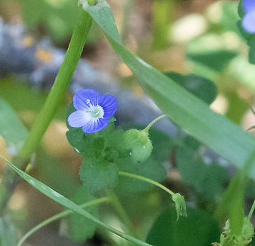 wildflower