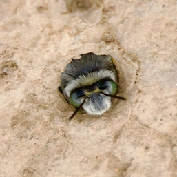 Edwards' Digger Bee