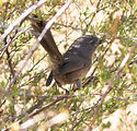 Wrentit