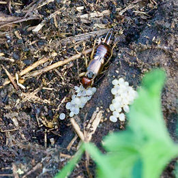 Ewwww..Earwigs are often more noticeable during spring and early summer, especially after wet winters.