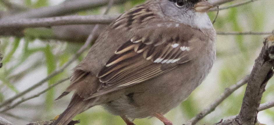Golden-crowned Sparrow